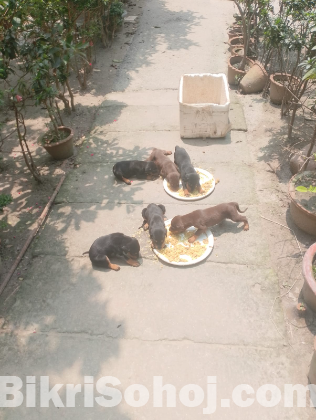 Doberman Puppy looking for new home